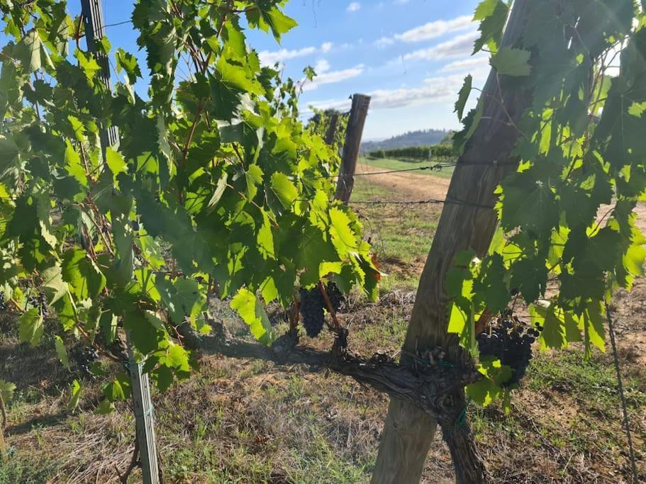 Montepulciano - La Casetta Del Pian Delle Noci Acquaviva  Exteriör bild