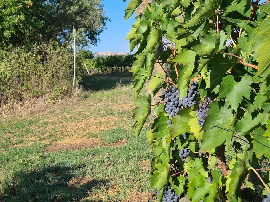 Montepulciano - La Casetta Del Pian Delle Noci Acquaviva  Exteriör bild