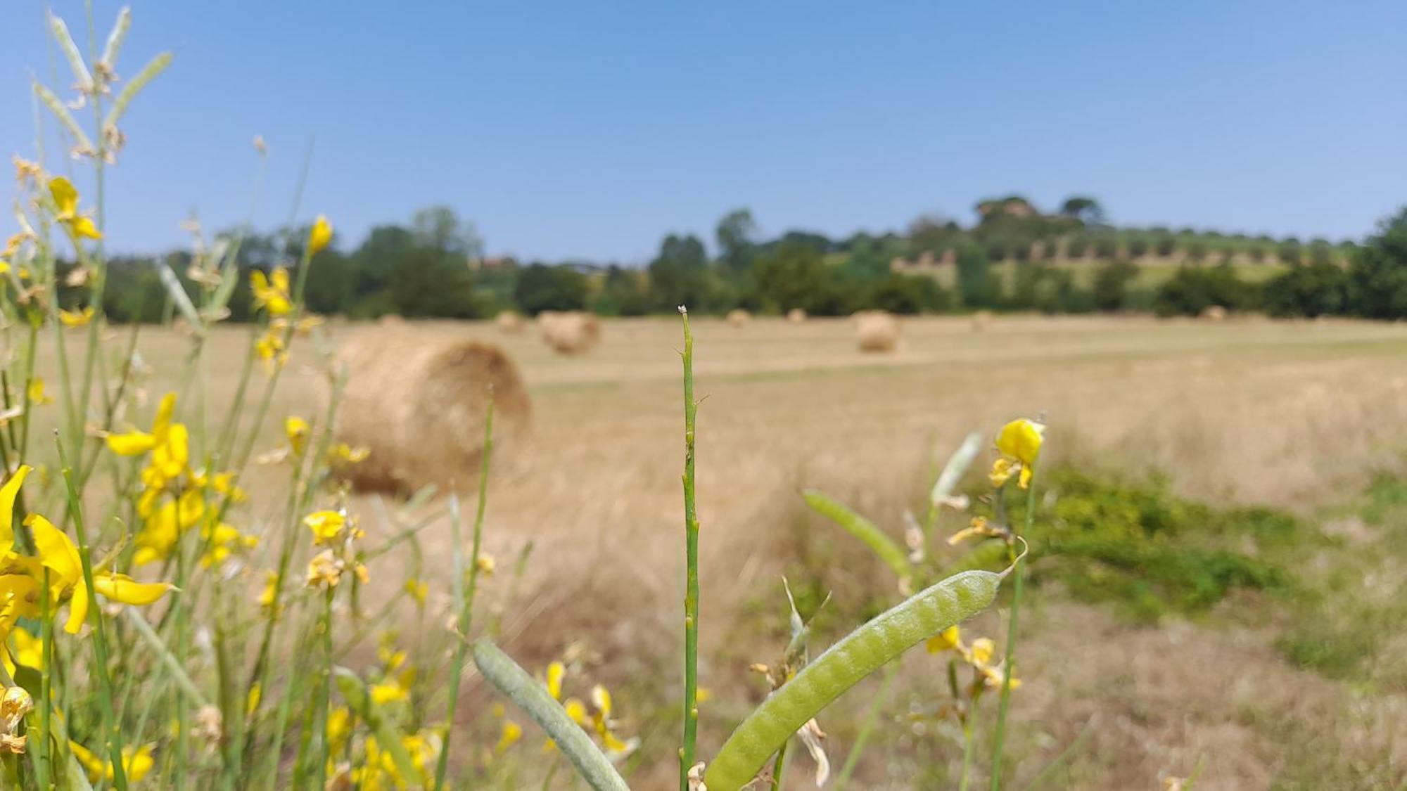 Montepulciano - La Casetta Del Pian Delle Noci Acquaviva  Exteriör bild